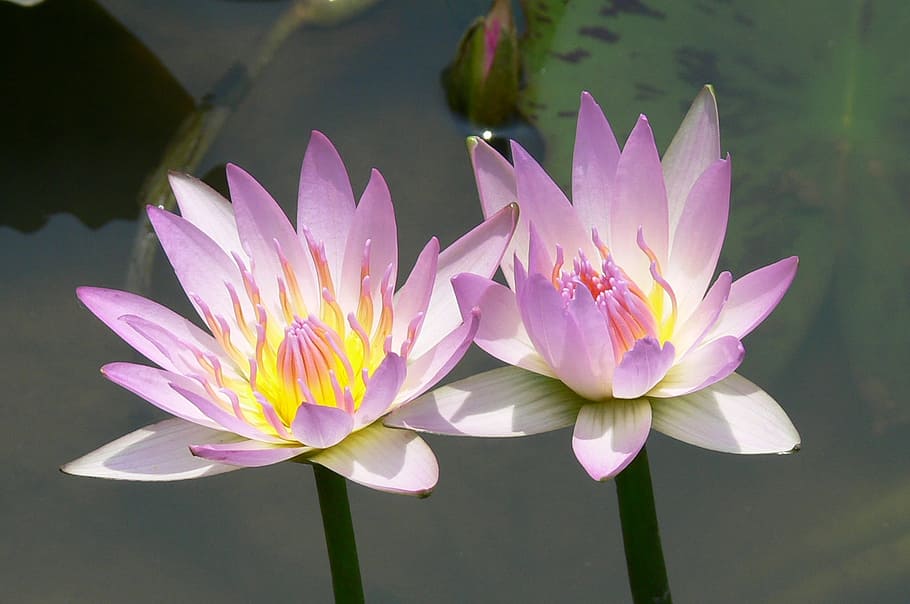 Lotus, Flower, pond, petal, water lily, nature, flower head HD wallpaper