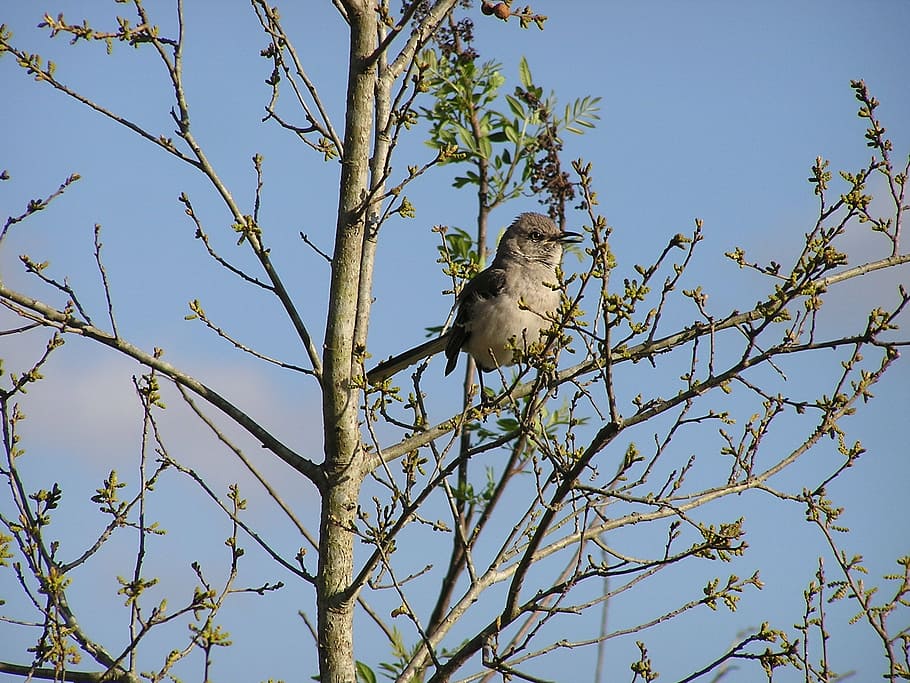 mockingbird, tree, songbird, florida, nature, little, small HD wallpaper