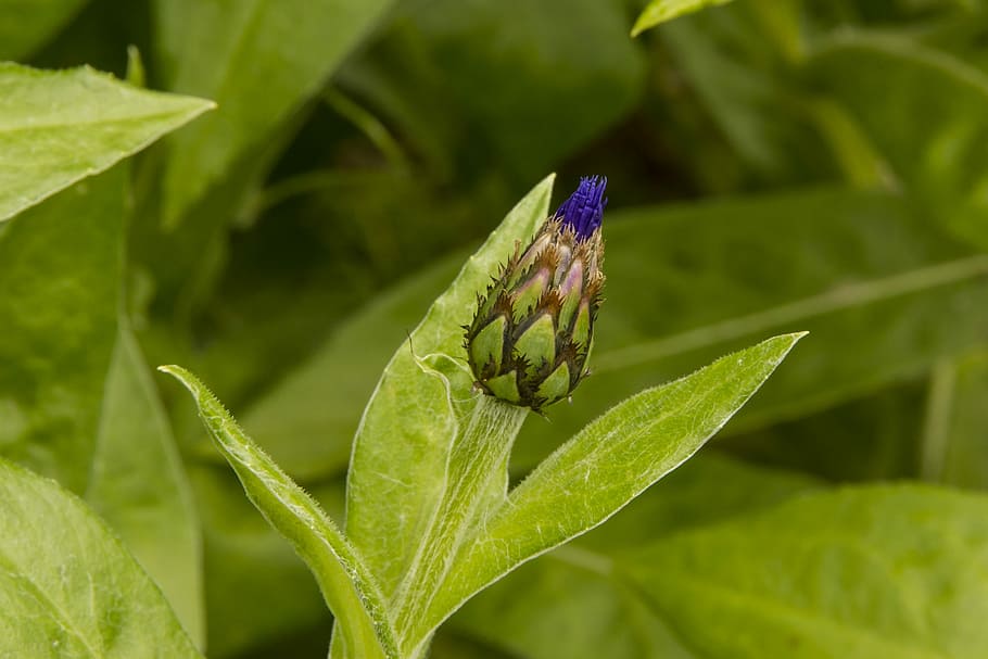 Knapweed, Centaurea, Flower, bud, blossom, bloom, blue, blue violet HD wallpaper