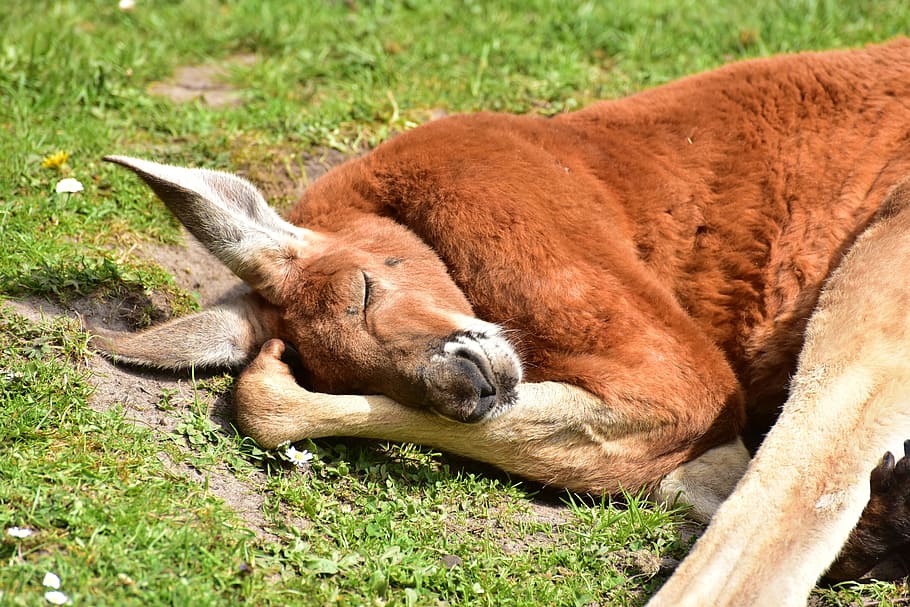 HD wallpaper brown kangaroo sleeping on green grass during daytime