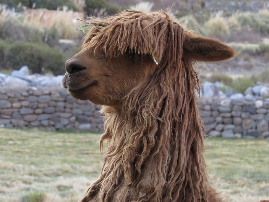 close-up photo of llama standing outdoor, peru, alpaca, animal HD wallpaper