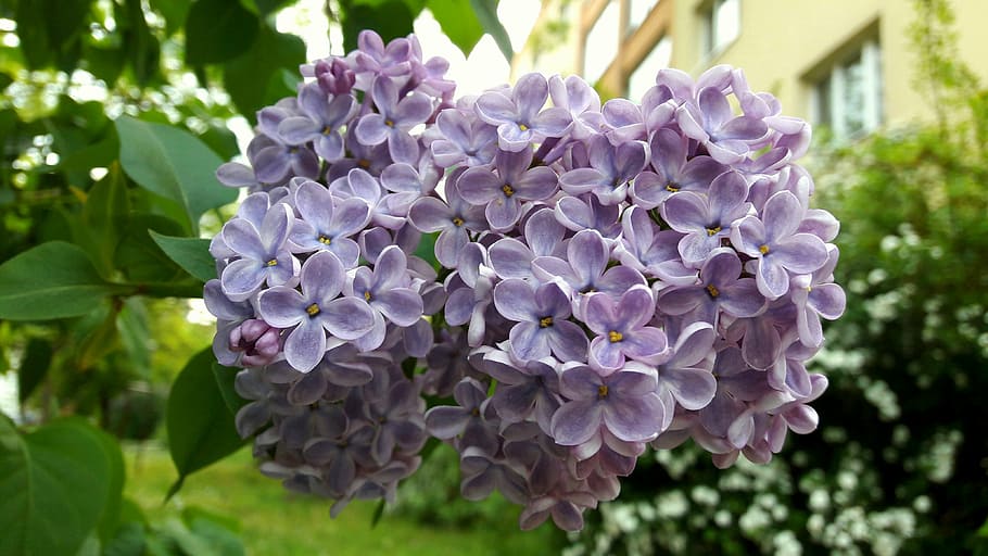 lilac, bloom, spring, nature, plant, flower, leaf, purple, summer HD wallpaper