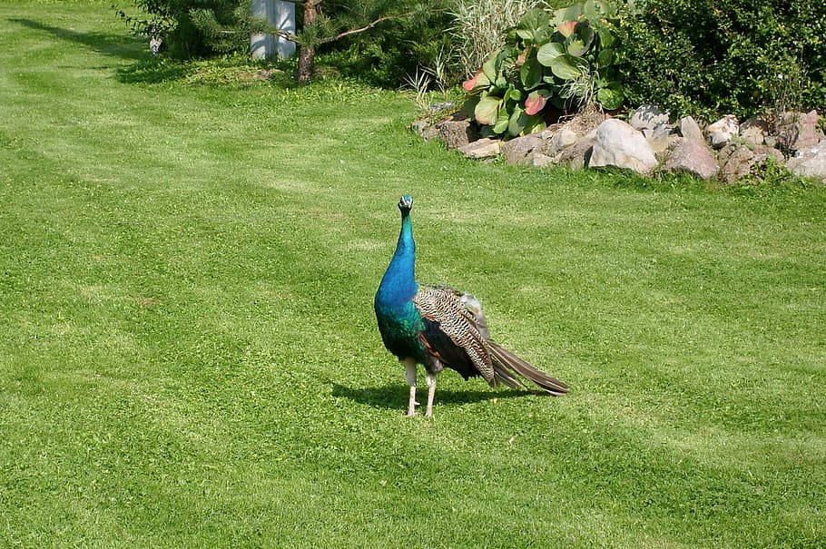 peacock, colored, tom, beautiful bird, animal themes, animal wildlife HD wallpaper