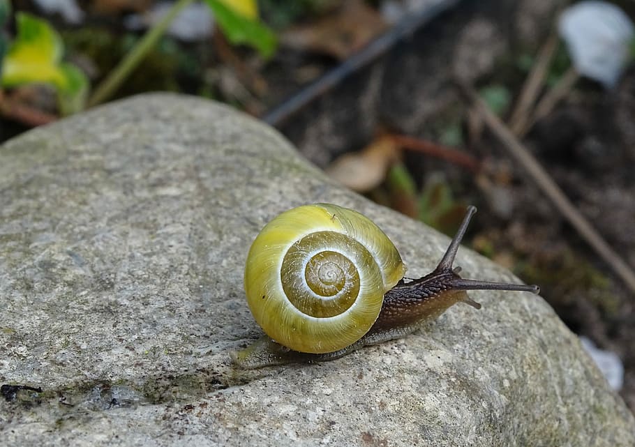 brown and green snail on gray stone, shell, slowly, slimy, bauchfuessler HD wallpaper