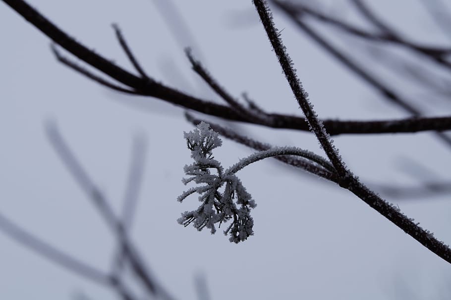 icy, iced, winter, wintry, cold, frozen, crystals, frost, hoarfrost HD wallpaper