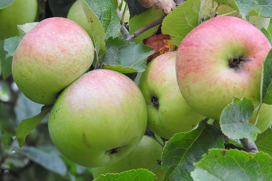 apple, apple tree, fruit, nature, food, kernobstgewaechs, food and drink HD wallpaper
