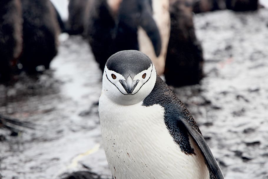 white and black penguin photo, white and black penguin, Chinstrap Penguin, HD wallpaper