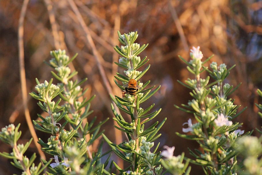 rosemary, herbs, aromas, bee, pollination, insect, insects HD wallpaper