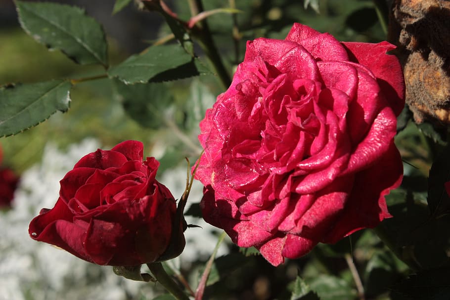 rose, beautiful, red, flower, beauty in nature, flowering plant HD wallpaper