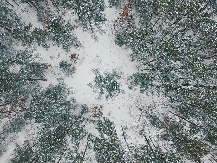 high-angle photography snow covered field with trees, aerial photography of green forest with snow HD wallpaper