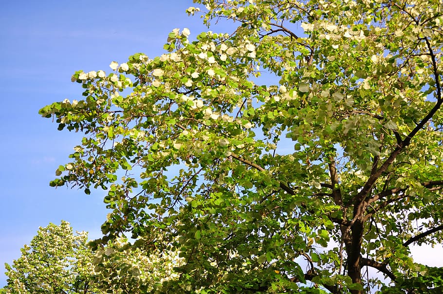 tree, foliage, green, spring, plant, low angle view, growth HD wallpaper