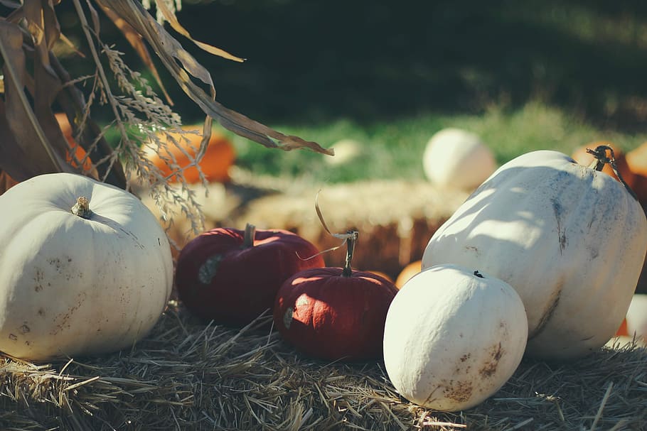 four white and two red squashes on brown hays, photography of five white and red pumpkins HD wallpaper