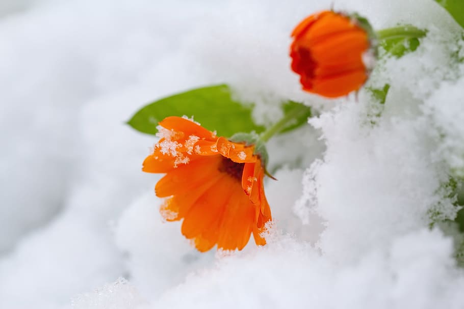 orange calendula flowers covered with snow, leaf, nature, closeup HD wallpaper