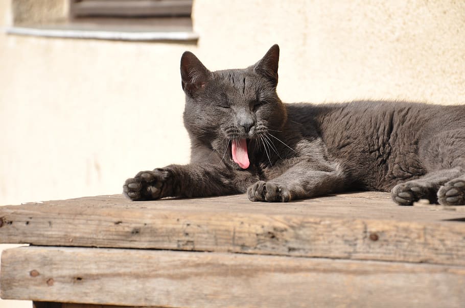 kitten, sleepy, lazy, mammal, cat, animal, feline, animal themes HD wallpaper