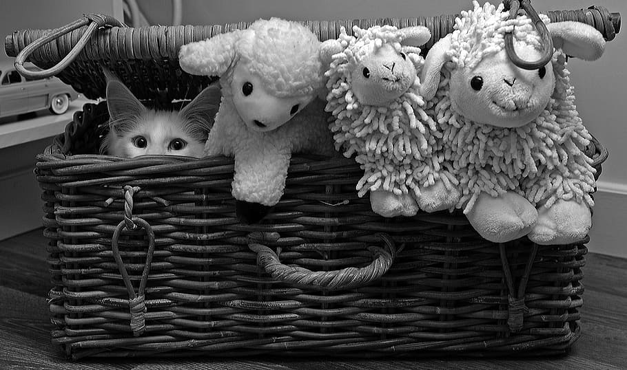grayscale photo of animal plush toys inside woven basket, cat HD wallpaper