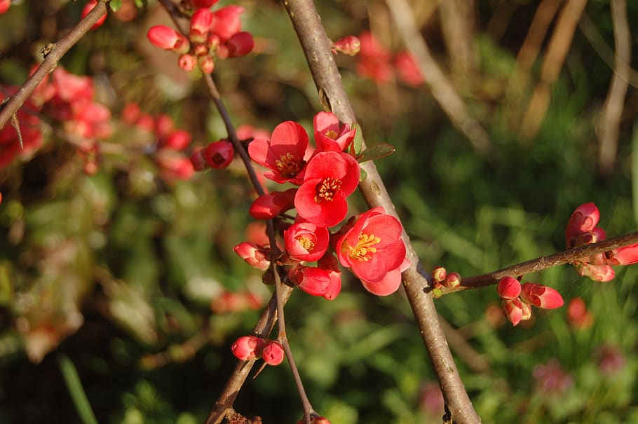 nature, tree, branch, gems, tree branches, red, growth, plant HD wallpaper