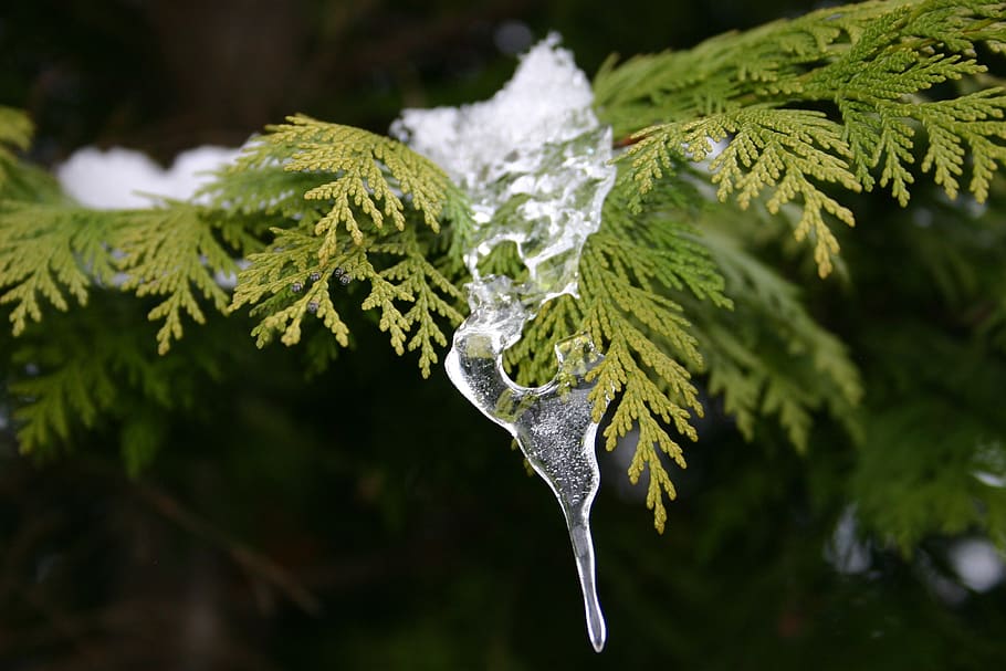 ice, winter, tree, plant, green color, leaf, close-up, plant part HD wallpaper