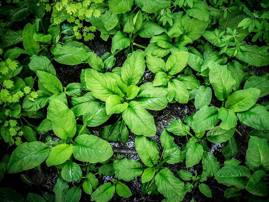 large broad leaf, plant leaves, lush colorful green, nature, HD wallpaper