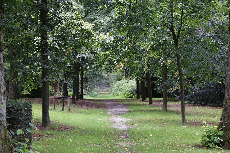 path, way, pathway, journey, business, travel, tree, nature HD wallpaper