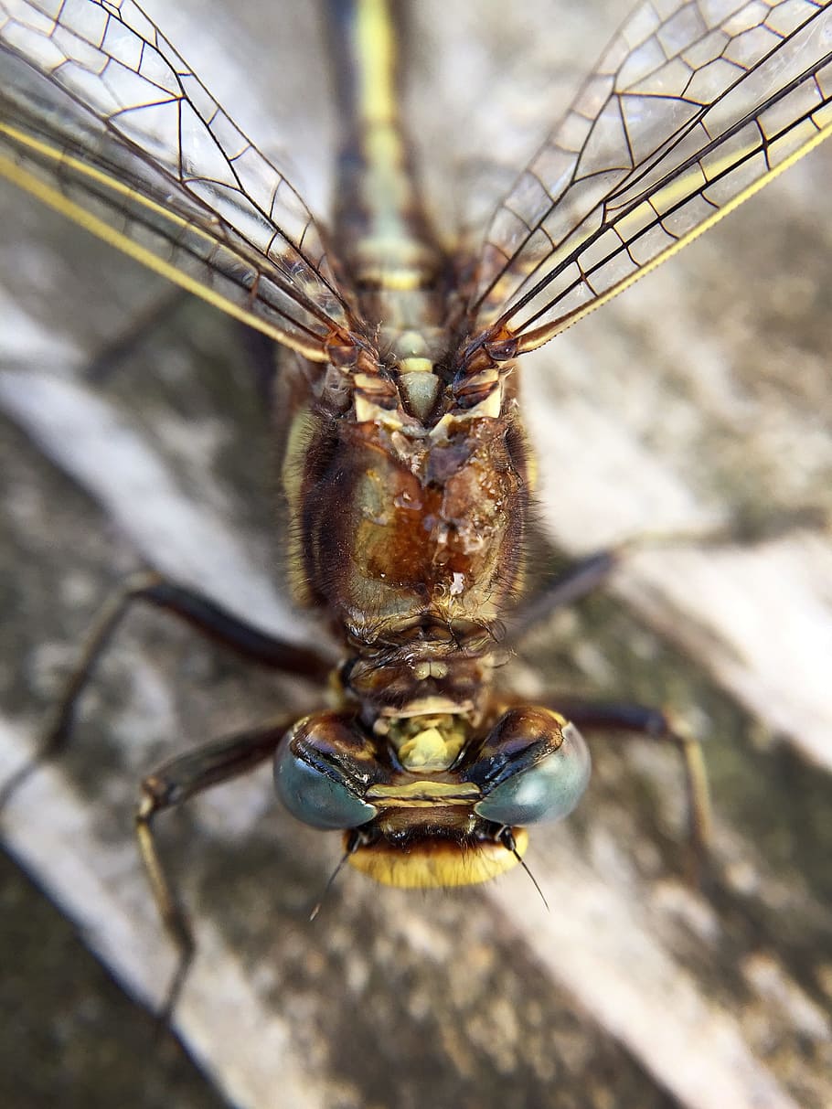 Macro, Dragonfly, Wings, Bug, Insect, nature, natural, life HD wallpaper