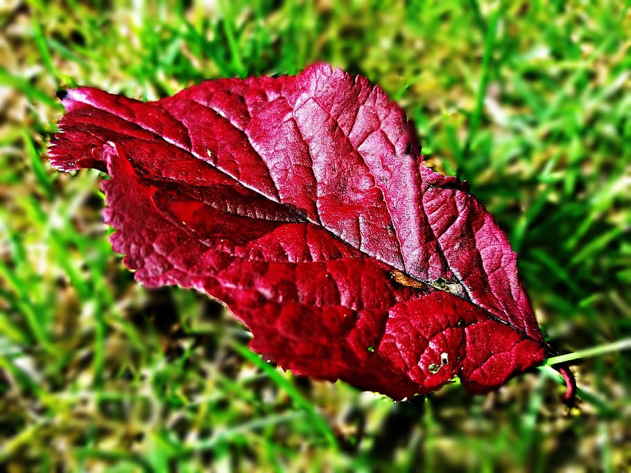 leaf, red, autumn, nature, foliage, plant part, close-up, focus on foreground HD wallpaper