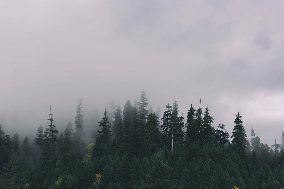 foggy, forest, nature, trees, plant, beauty in nature, sky HD wallpaper