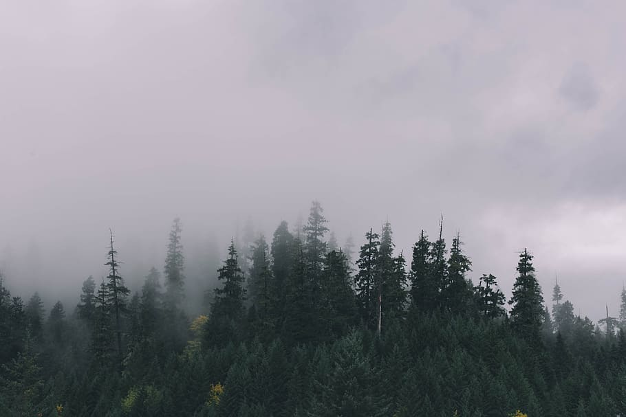 forest under the cloudy sky photographyt, green leaf trees covered by fogs during daytime