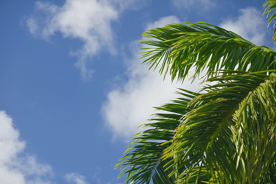 palm, frond, sky, blue, clouds, green, plant, tree, wind, tropic HD wallpaper