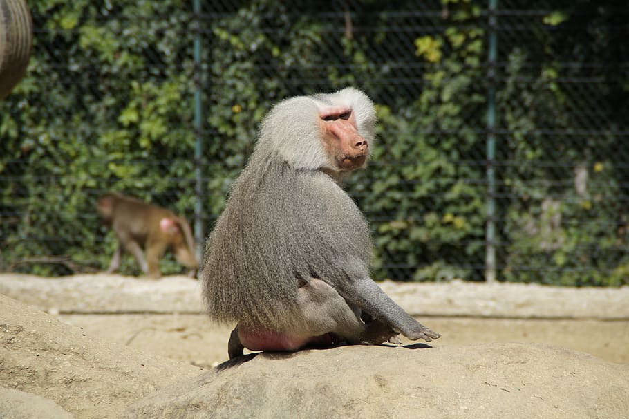 baboon, monkey, old, grey back, sit, watch, chef, zoo, animal HD wallpaper