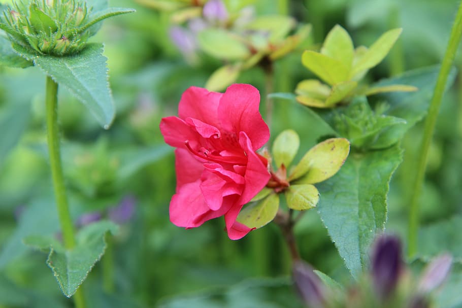 azalea, azalea red, azalea outside, spring, plant, beauty in nature HD wallpaper