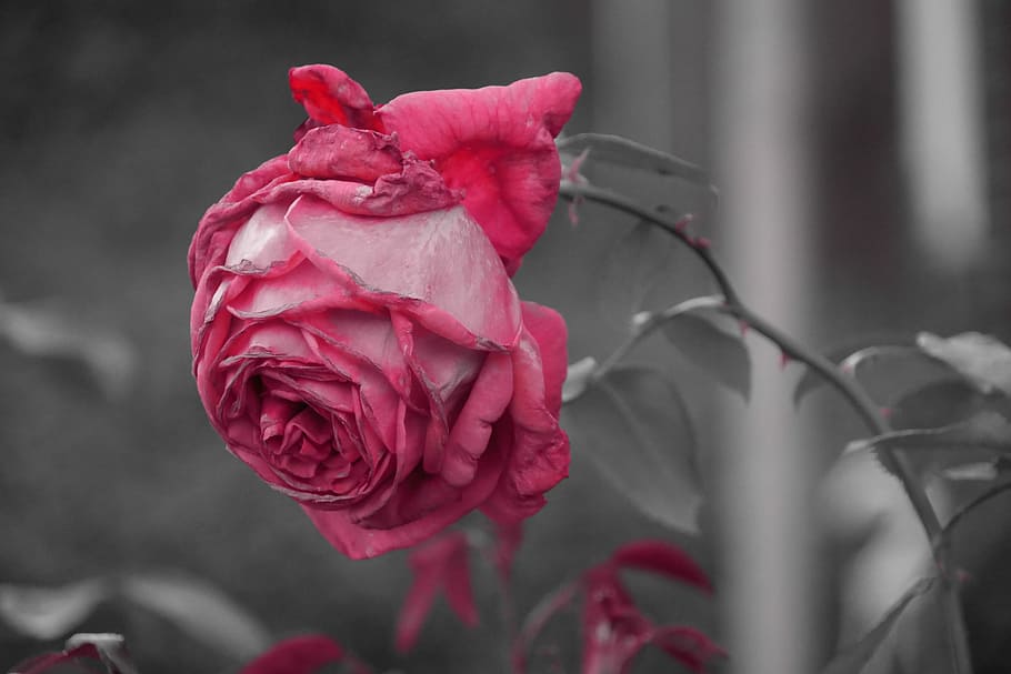 Close, Flower, Macro, rose, rose bloom, monochrome, petals HD wallpaper