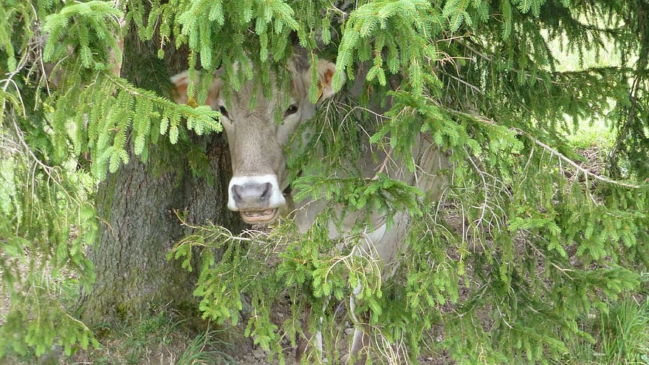 cow behind tree, hiding place, rain, thunderstorm, plant, mammal HD wallpaper
