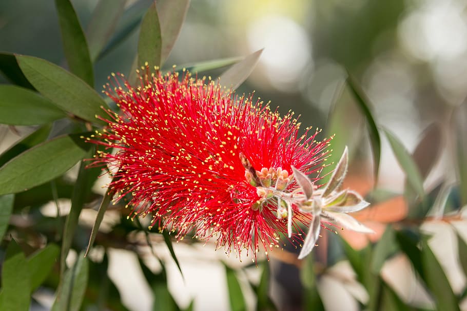 blossom, bloom, red, fine, tender, close, macro, plant, growth HD wallpaper