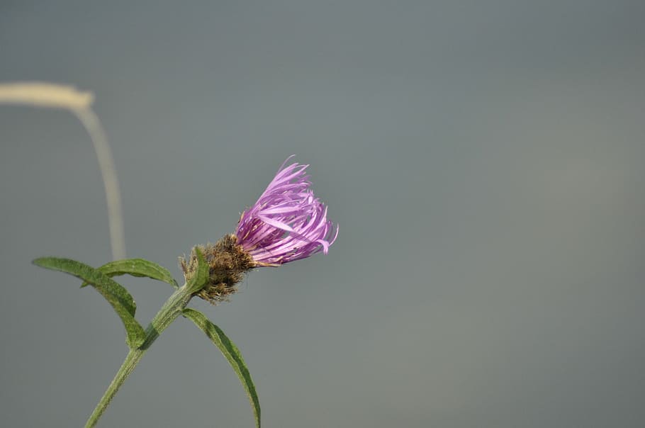 flowers, nature, plant, beauty in nature, animal themes, flowering plant HD wallpaper