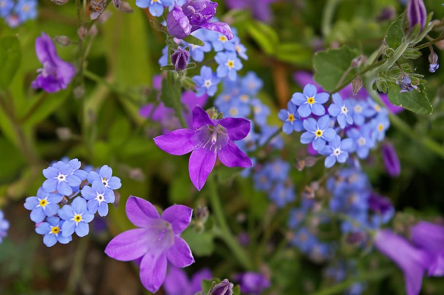 violet, bellflower, purple, blue, blossom, bloom, petite bellflower HD wallpaper