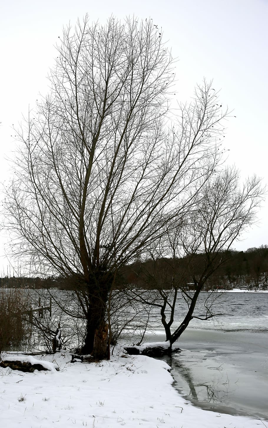 winter, tree, snow, cold, wintry, havel, berlin, cold temperature HD wallpaper