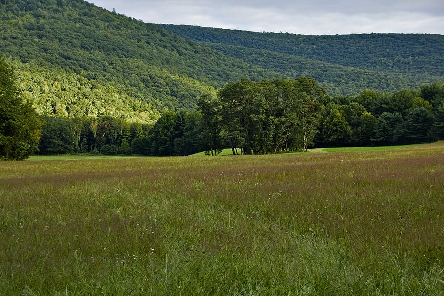 field, mountain, landscape, grass, green field, plant, tree HD wallpaper