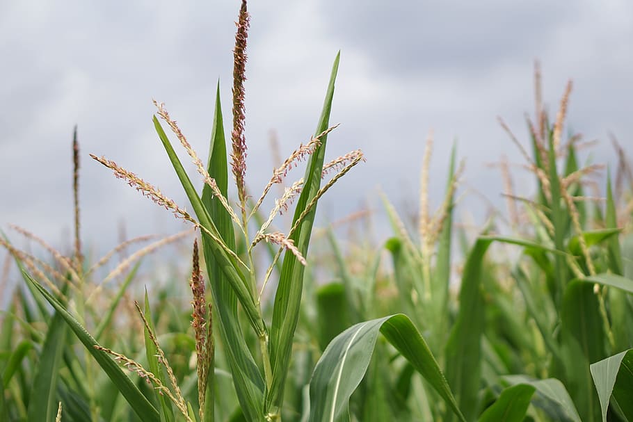cornfield, corn cultivation, agriculture, fields, arable, bauer HD wallpaper