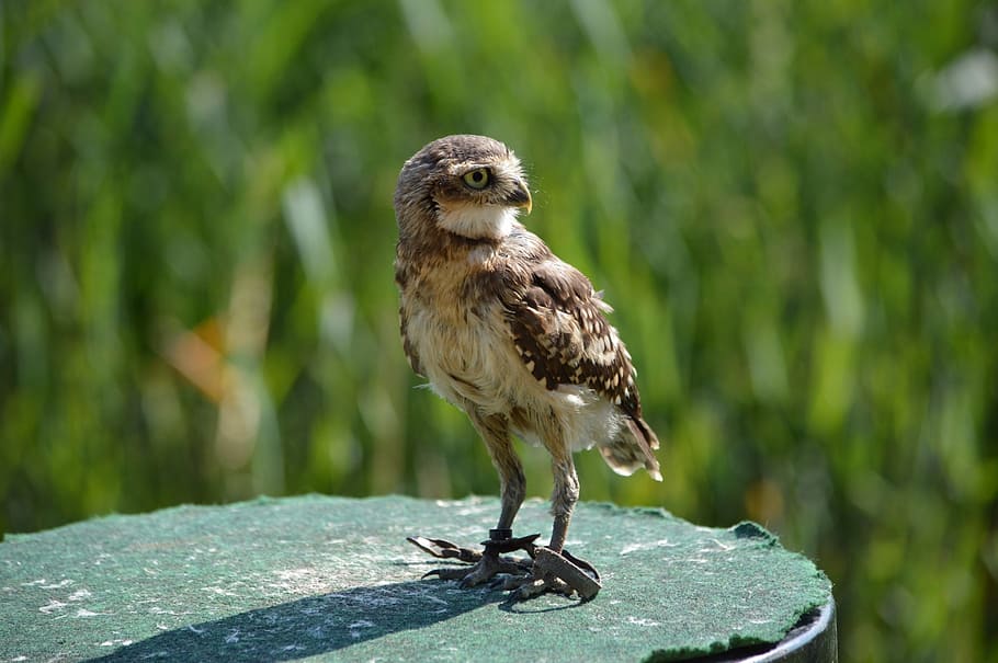 falcon, small, american, bird, fly, wings, feather, wildlife HD wallpaper