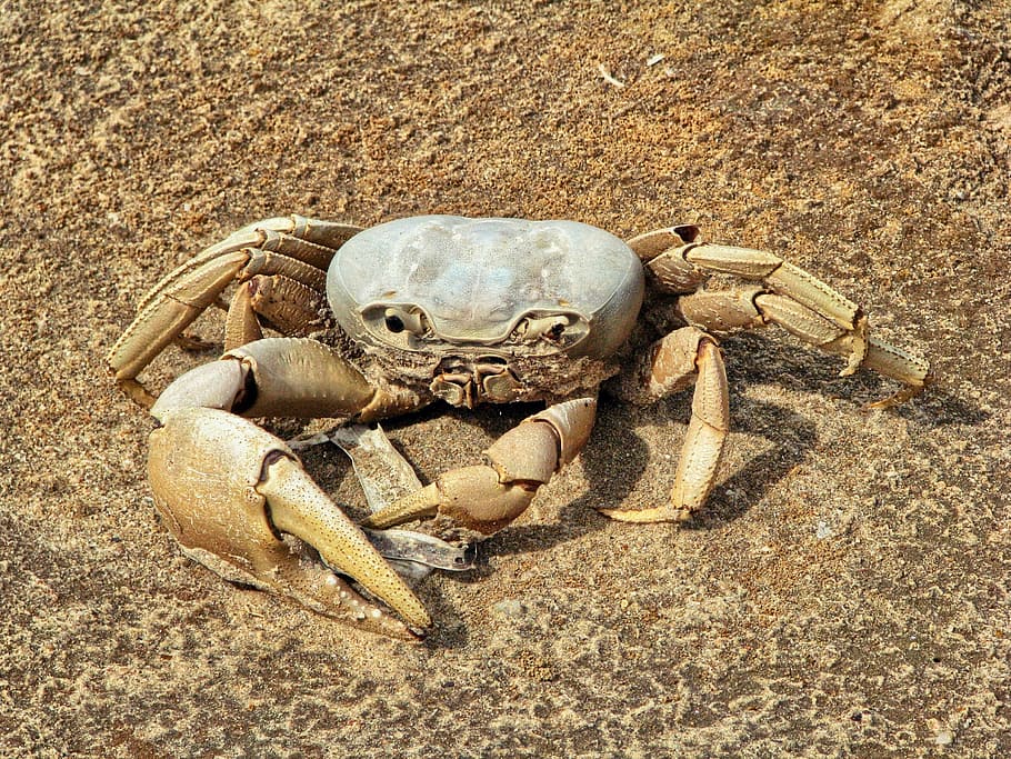 crab, shellfish, animal, dead crab, skeleton, sand, animal wildlife HD wallpaper