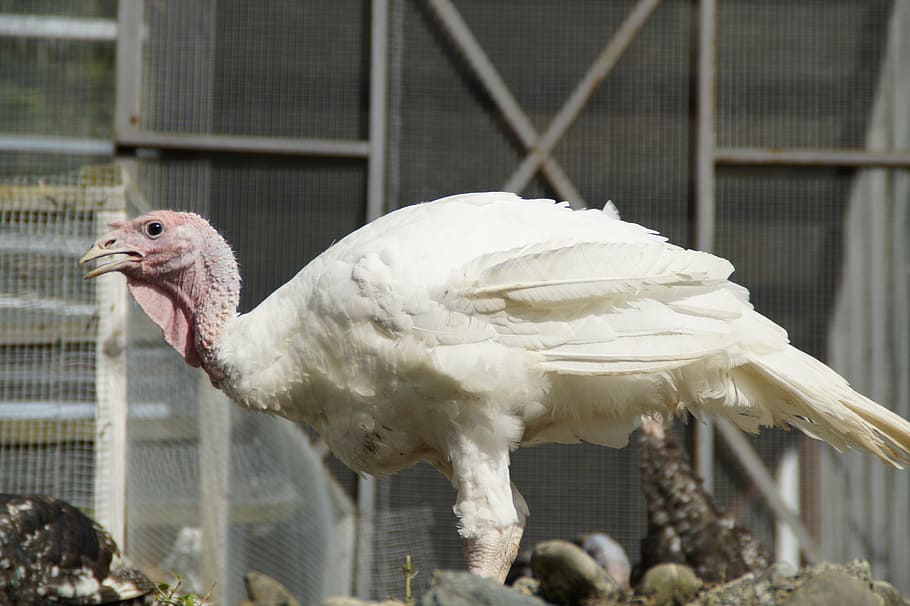 puter, turkey, poultry, bird, poultry farm, plumage, ugly, animal themes HD wallpaper