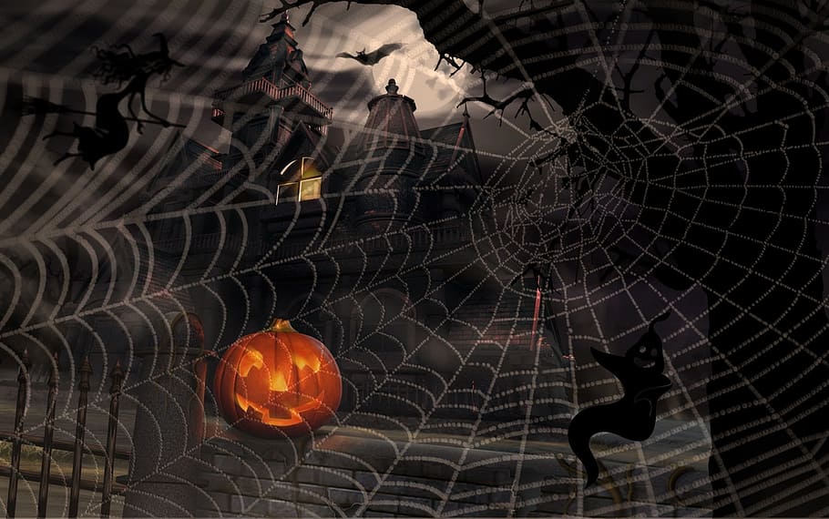 halloween, happy, cobweb, pumpkin, spider web, orange color HD wallpaper