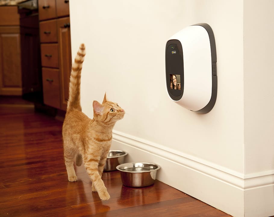 orange tabby cat, dog, technology, petchatz, pets, one animal HD wallpaper