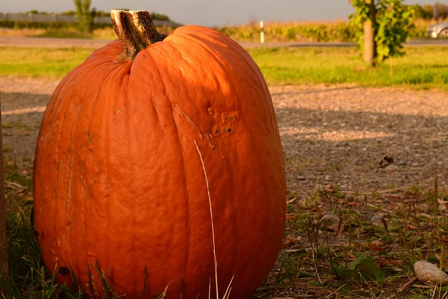 pumpkin, large, orange, fruit, cucurbita maxima, autumn, vegetables