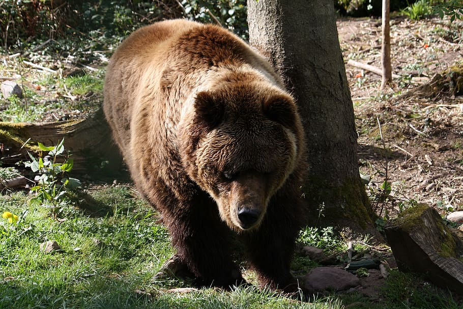 bear, tree, mammal, nature, brown bear, wild animal, predator HD wallpaper