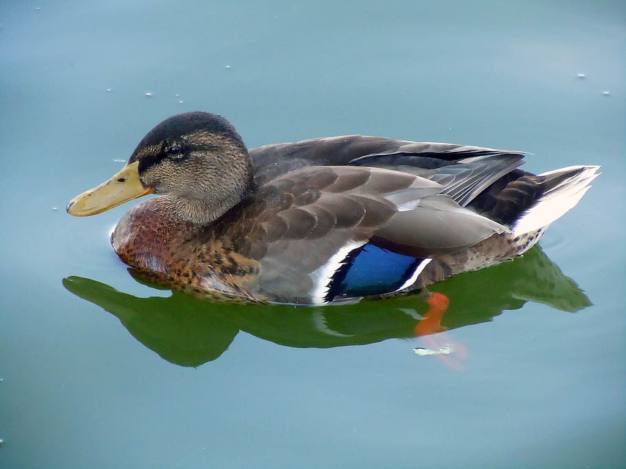 duck, close up, bird, animal, animal wildlife, animal themes HD wallpaper