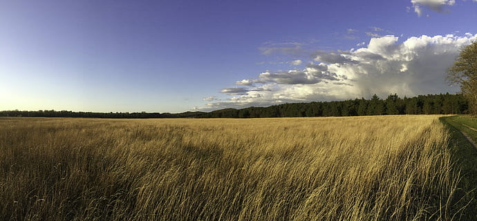 Field with long grass with sky and clouds and trees landscape at Quincy Bluff, Wisconsin HD wallpaper