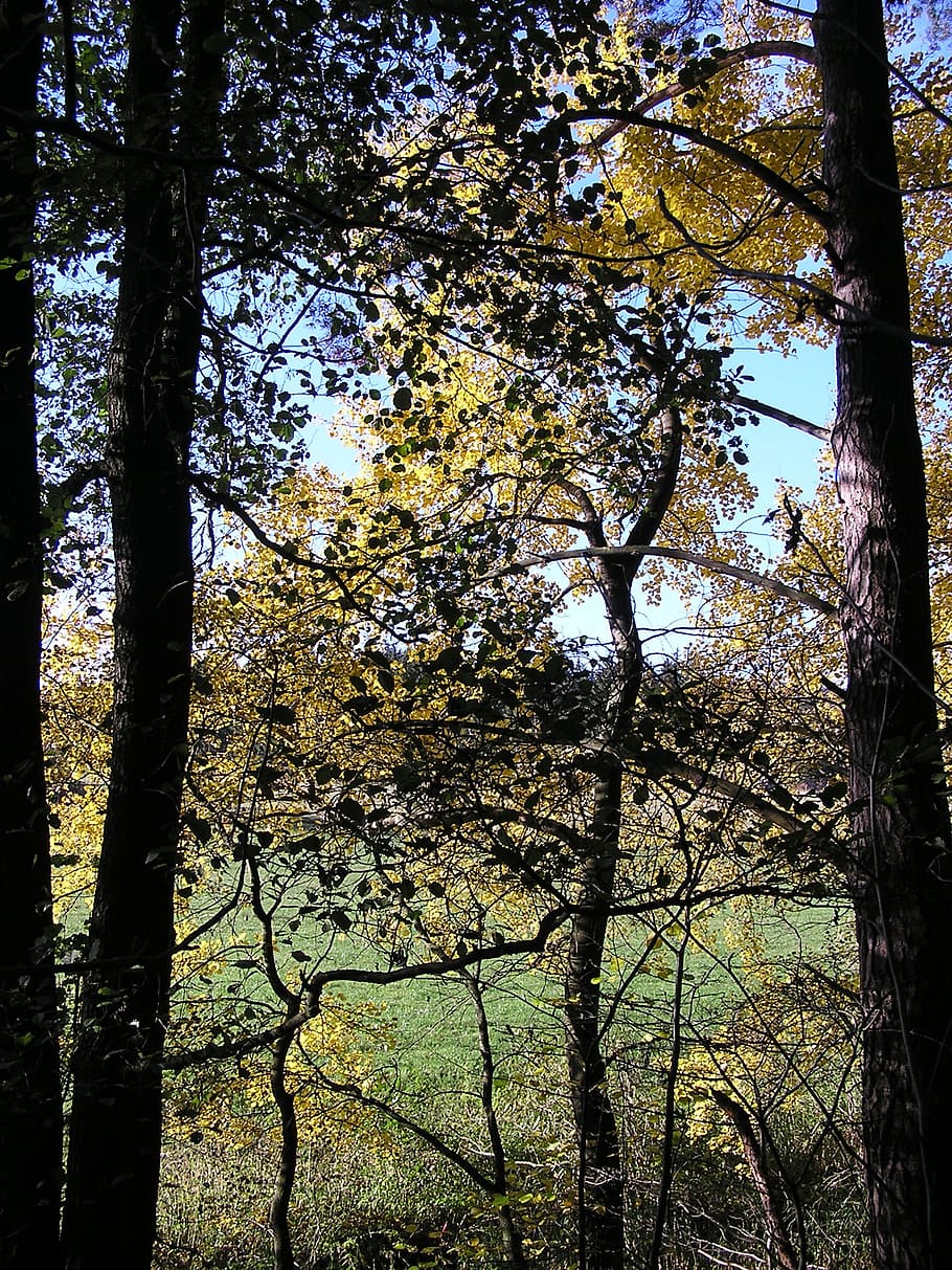 tree, trees, sky, kahl, autumn, branch, nature, branches, dry HD wallpaper