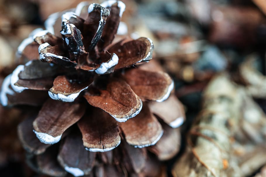 pinecone, nature, macro, close-up, brown, large group of objects HD wallpaper