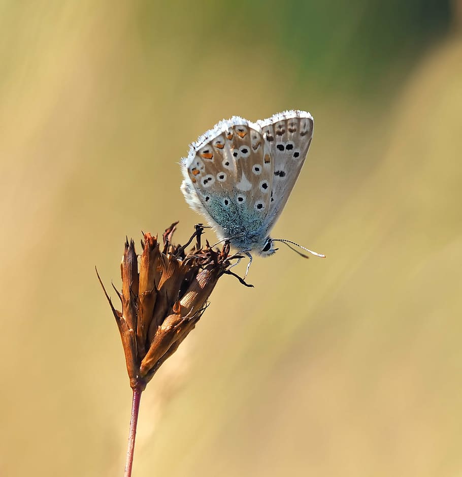 macro photography of common blue butterfly on flower, insect HD wallpaper